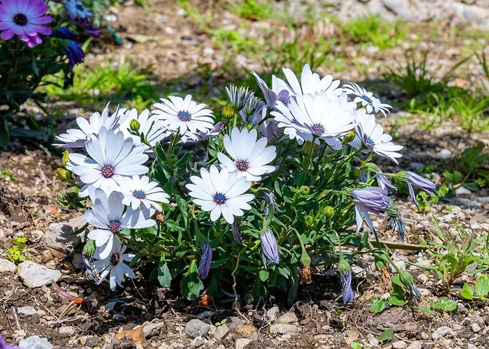 Foglia Ξενοδοχείο με διαμερίσματα