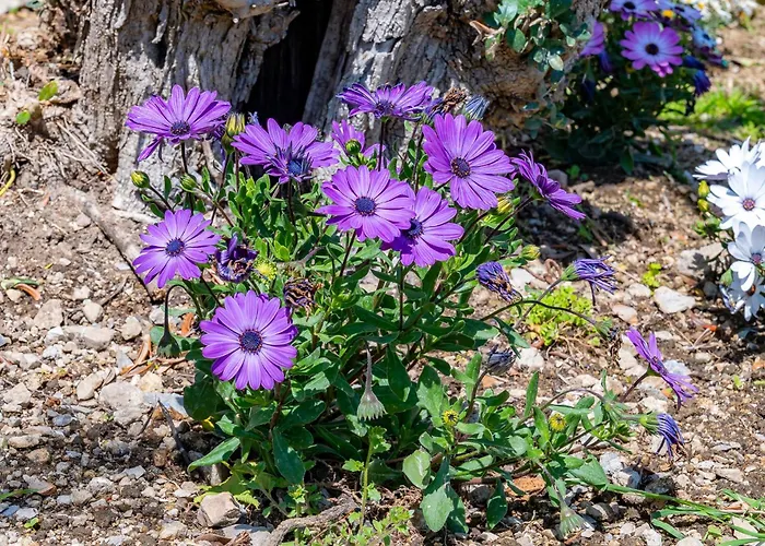 Ξενοδοχείο με διαμερίσματα Foglia