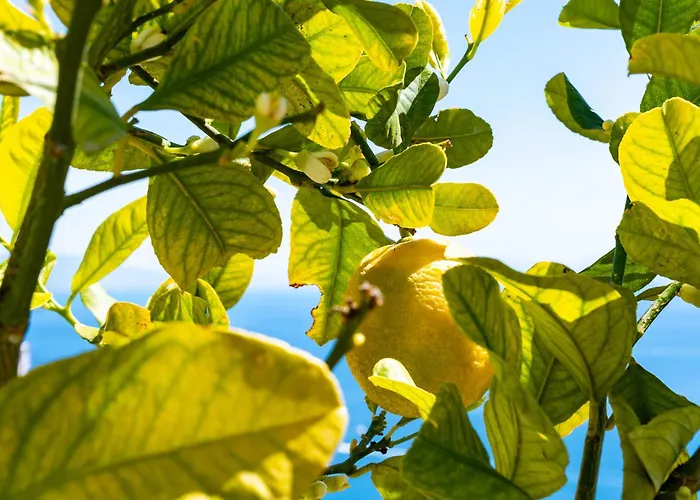 Foglia Ξενοδοχείο με διαμερίσματα Αμάλφι