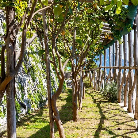 Foglia Amalfi