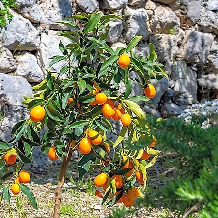 Foglia Ξενοδοχείο με διαμερίσματα